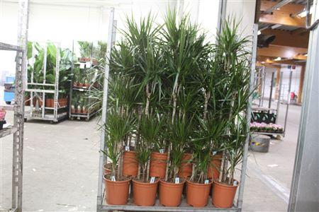 Горшечные цветы и растения оптом Dra Marginata 90-60-30-20 от 1шт из Голландии с доставкой по России