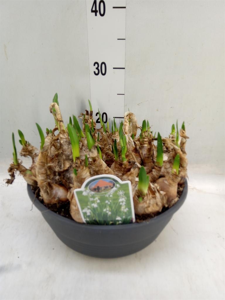 Горшечные цветы и растения оптом Leucojum Aestivum от 1шт из Голландии с доставкой по России