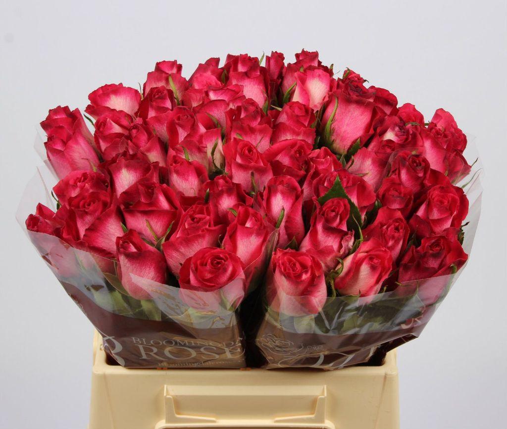 Срезанные цветы оптом Rosa large nicoletta от 50шт из Голландии с доставкой по России