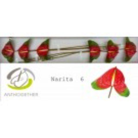 Срезанные цветы оптом Anthurium narita от 6шт из Голландии с доставкой по России