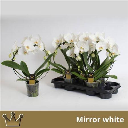 Горшечные цветы и растения оптом Phal El Mirror White 2 Branches 16 Bloemen+ от 5шт из Голландии с доставкой по России