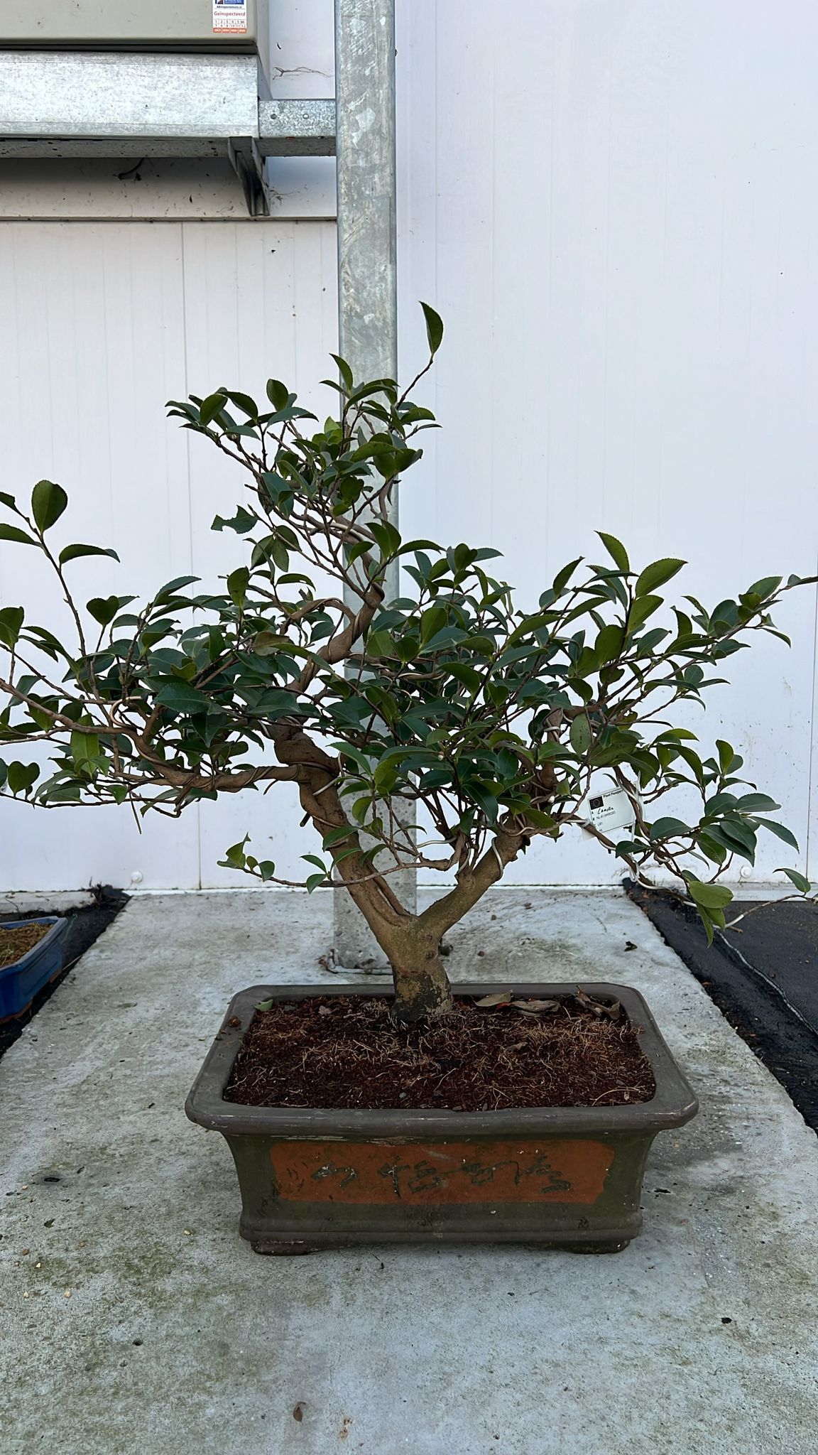 Горшечные цветы и растения оптом Camellia Japonica, Pot 41cm, Height 65cm. (single от 1шт из Голландии с доставкой по России