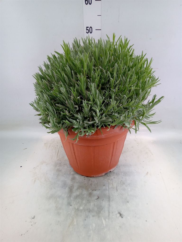 Горшечные цветы и растения оптом Lavandula Angus. от 1шт из Голландии с доставкой по России