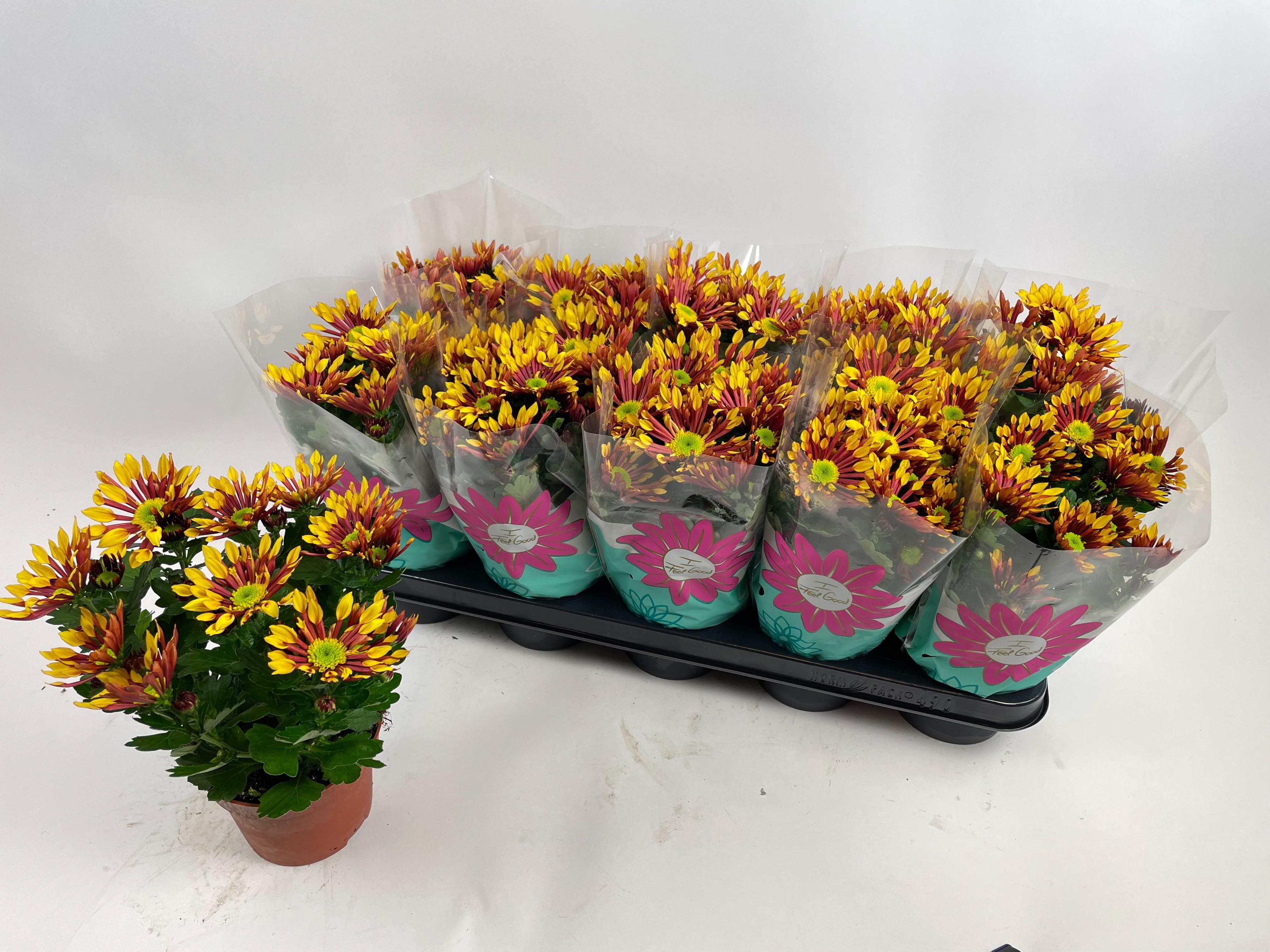 Горшечные цветы и растения оптом Chrys Splash Energy от 10шт из Голландии с доставкой по России