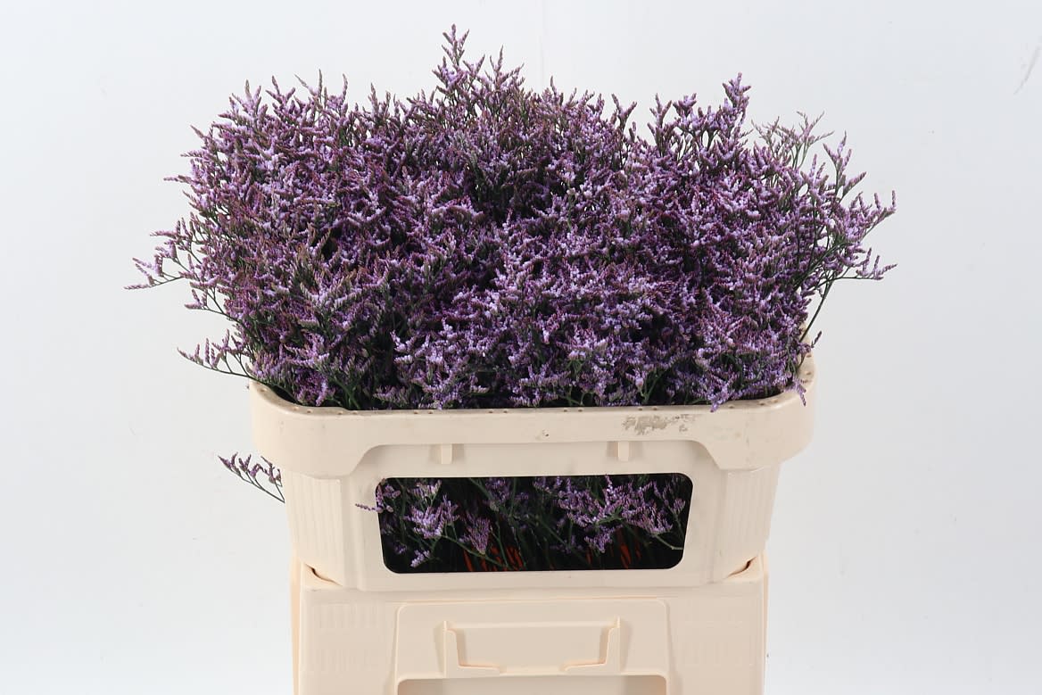 Срезанные цветы оптом Hydrangea royal king от 10шт из Голландии с доставкой по России