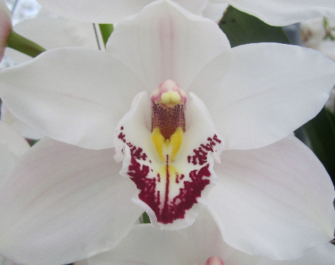 Срезанные цветы оптом Cymbidium white doonie от 10шт из Голландии с доставкой по России