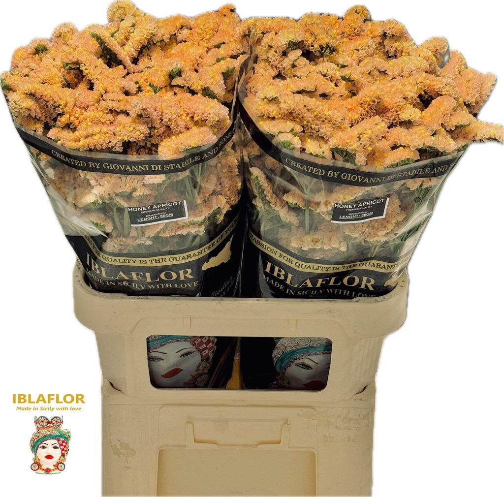 Срезанные цветы оптом Statice honey apricot от 50шт из Голландии с доставкой по России