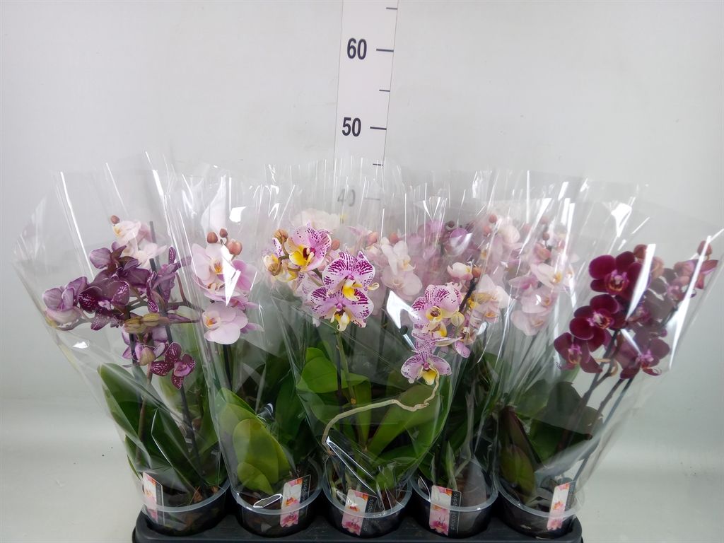 Горшечные цветы и растения оптом Phalaenopsis Multi.   ...mix  4 от 10шт из Голландии с доставкой по России