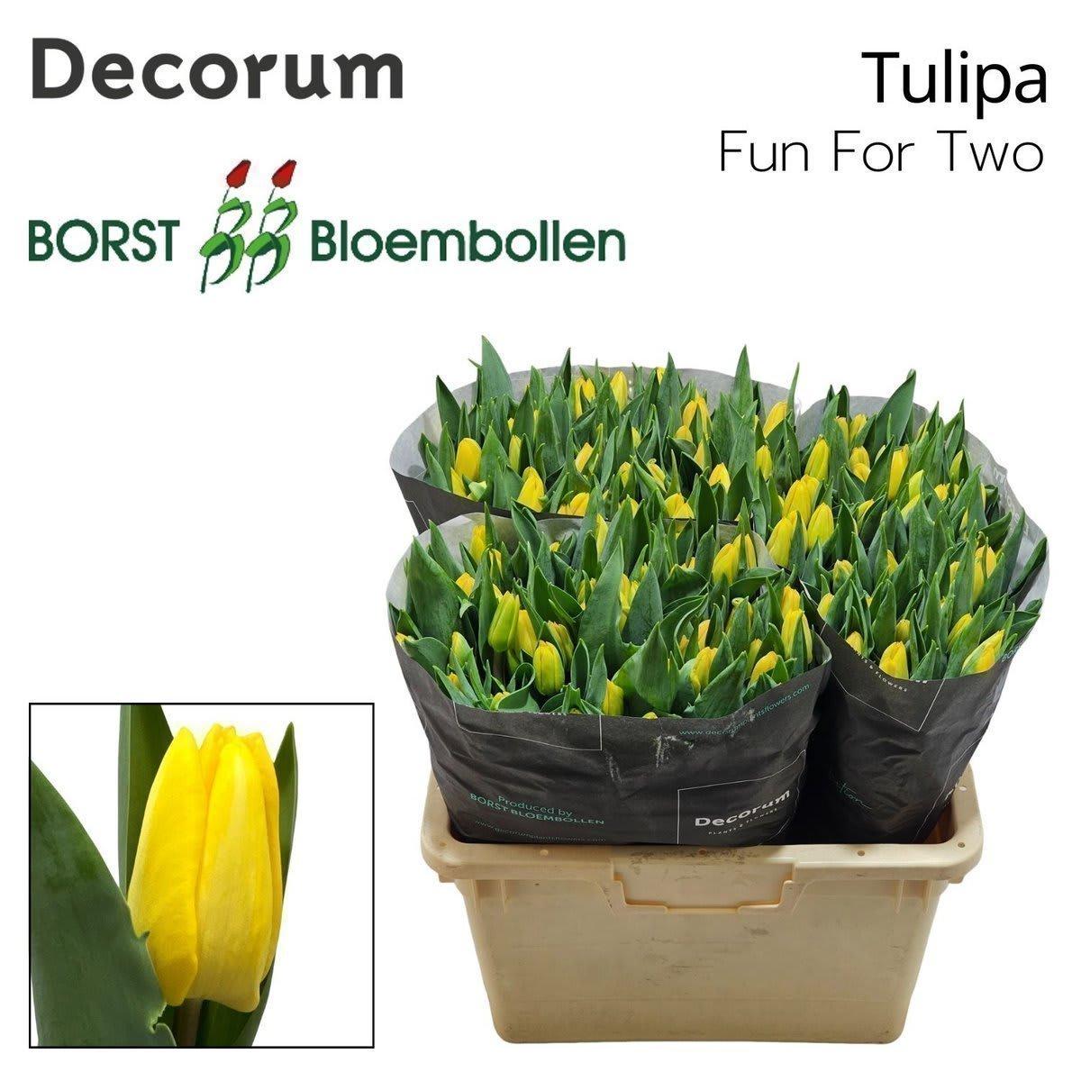 Срезанные цветы оптом Tulipa si fun for two от 50шт из Голландии с доставкой по России