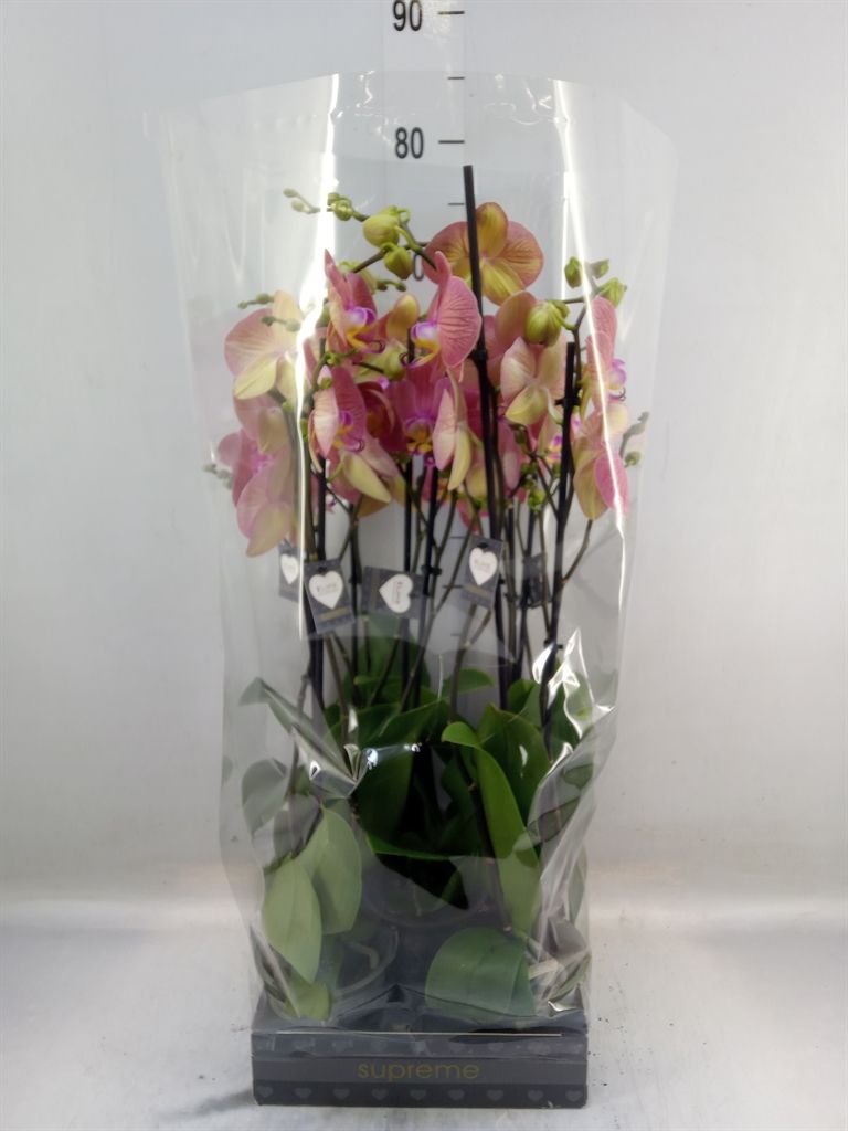 Горшечные цветы и растения оптом Phalaenopsis   ...orange от 5шт из Голландии с доставкой по России