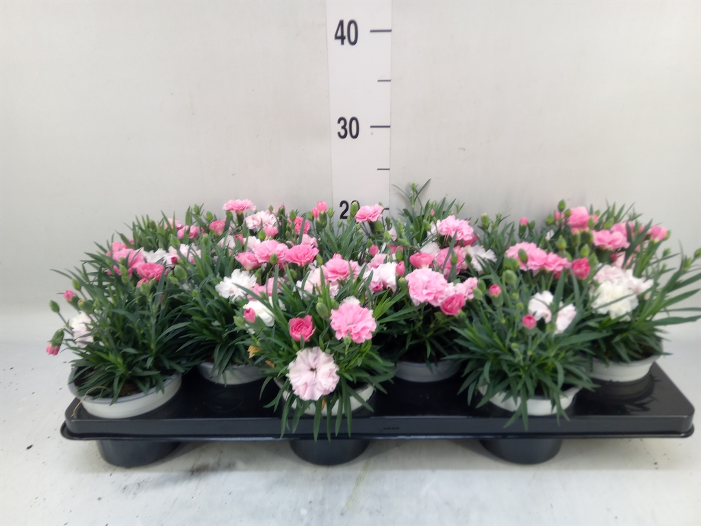 Горшечные цветы и растения оптом Dianthus I Love U от 12шт из Голландии с доставкой по России