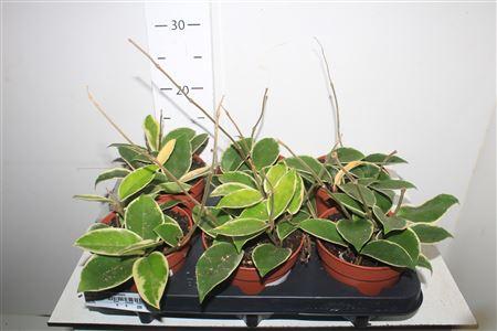 Горшечные цветы и растения оптом Hoya C Krimson Queen от 6шт из Голландии с доставкой по России