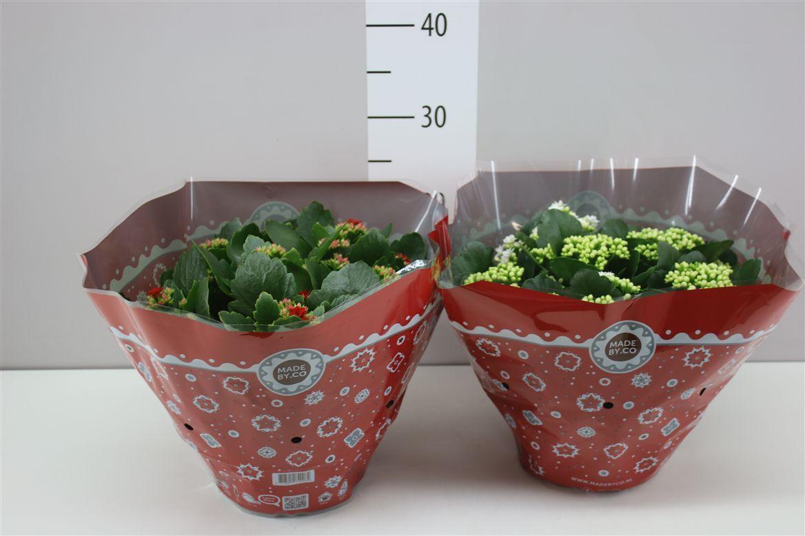 Горшечные цветы и растения оптом Kalanchoe Calandiva Rood от 1шт из Голландии с доставкой по России