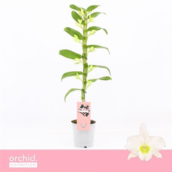 Горшечные цветы и растения оптом Dendr Nob 1st Apollon O4rchid Collection от 10шт из Голландии с доставкой по России