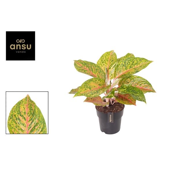 Горшечные цветы и растения оптом Aglaonema Grand Boquet от 3шт из Голландии с доставкой по России