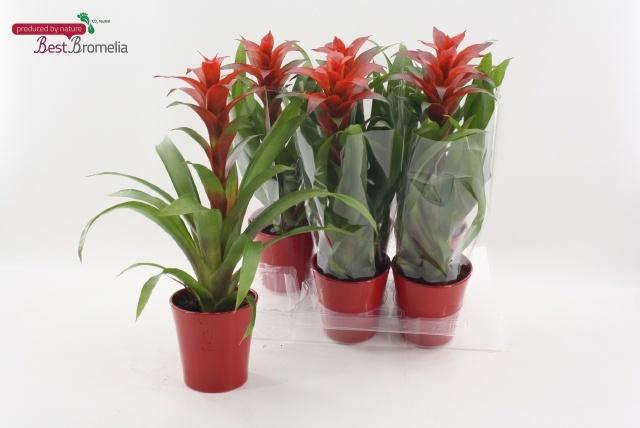 Горшечные цветы и растения оптом Guzm Allura от 6шт из Голландии с доставкой по России