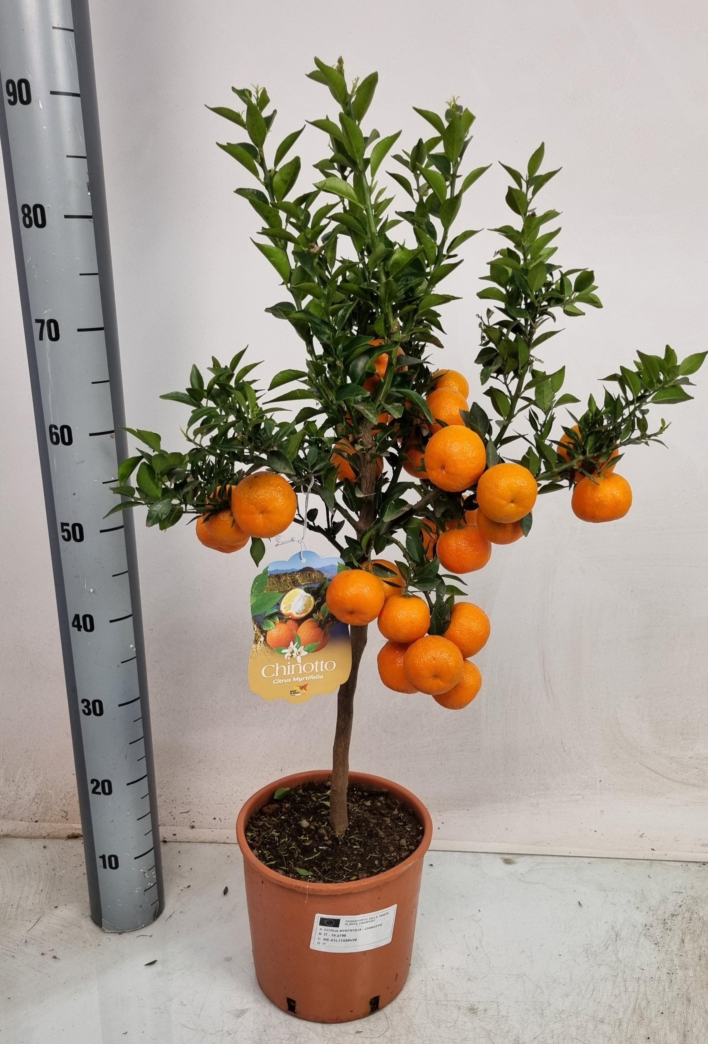 Горшечные цветы и растения оптом Citr Au Chinotto от 1шт (для телеги) из Голландии с доставкой по России