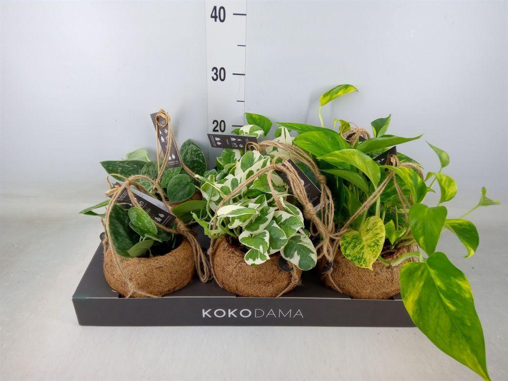 Горшечные цветы и растения оптом Scindapsus   ... от 6шт из Голландии с доставкой по России