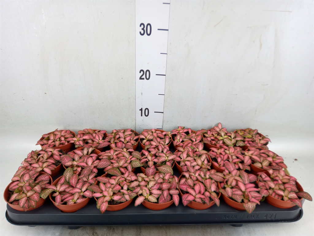 Горшечные цветы и растения оптом Fittonia Pink Forest Flame от 21шт (для телеги) из Голландии с доставкой по России