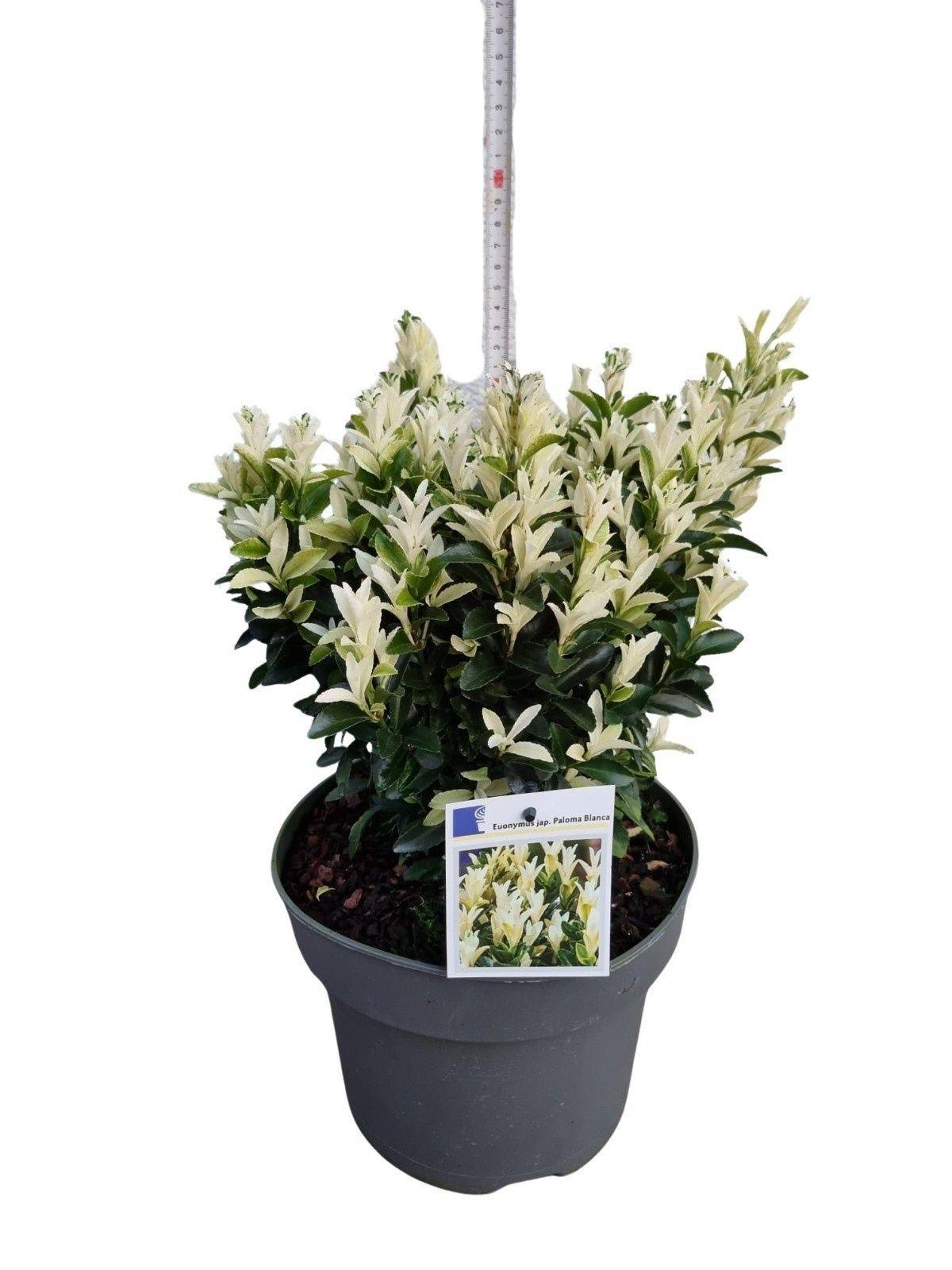 Горшечные цветы и растения оптом Euonymus Ja P Blanca от 1шт из Голландии с доставкой по России