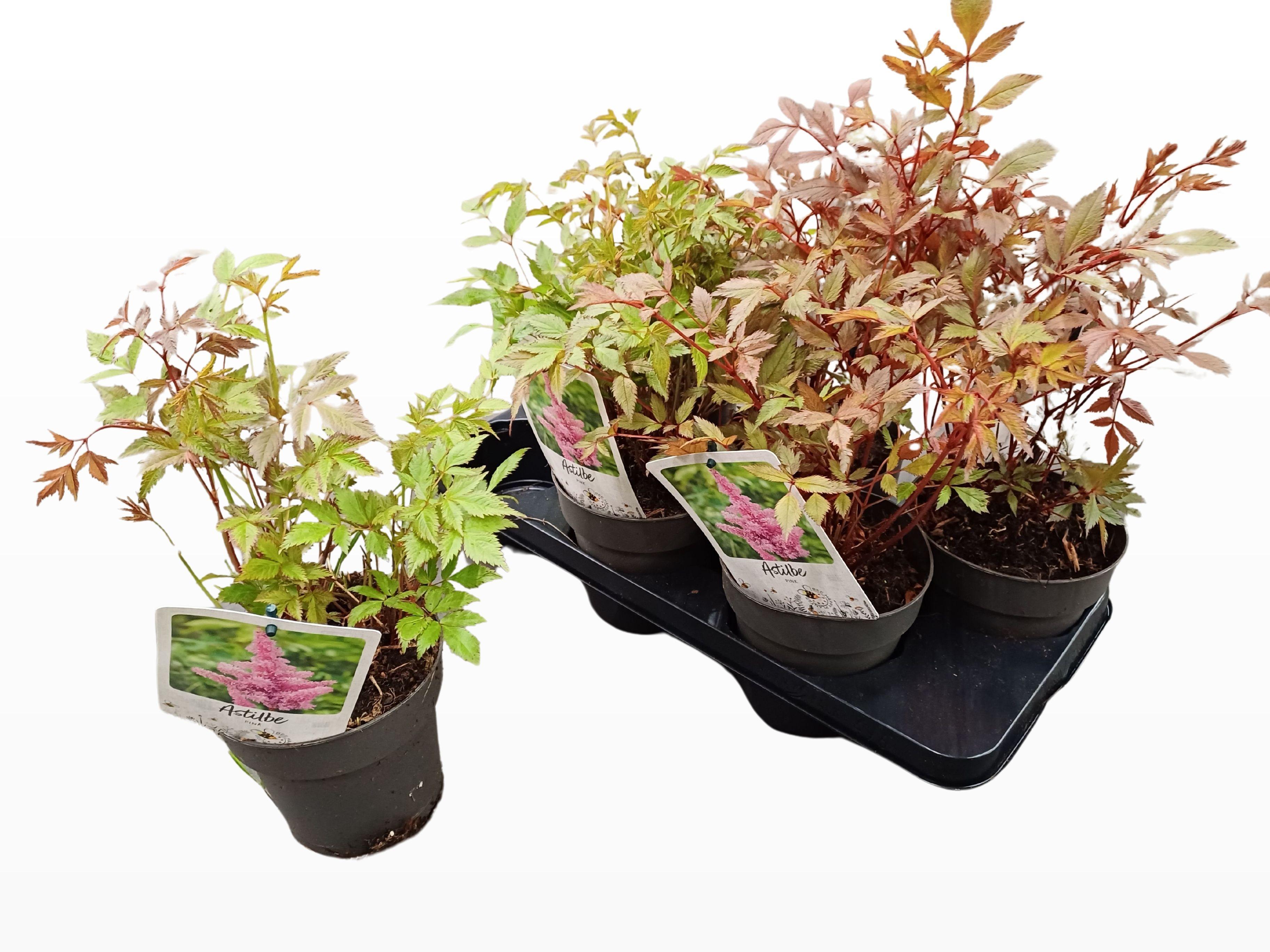 Горшечные цветы и растения оптом Astilb Gem 2 Kl от 6шт из Голландии с доставкой по России