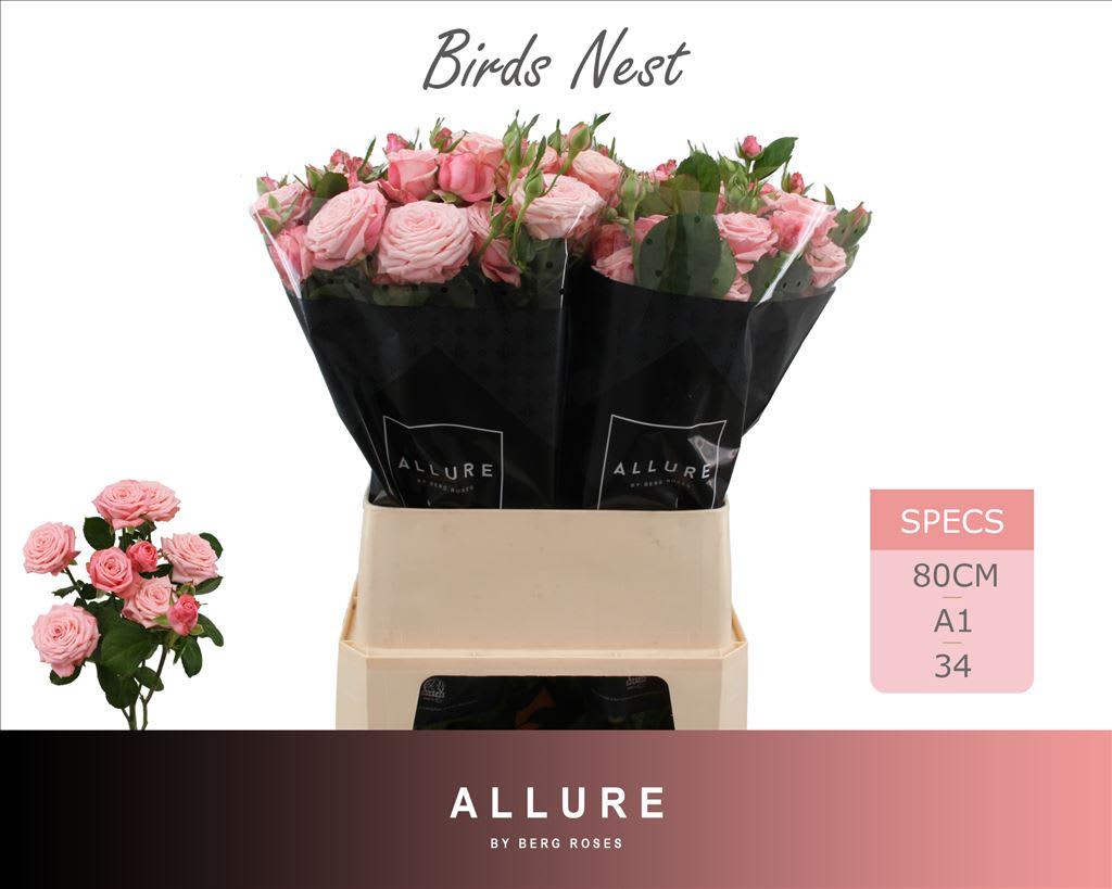 Срезанные цветы оптом Rosa spray birds nest+ от 20шт из Голландии с доставкой по России