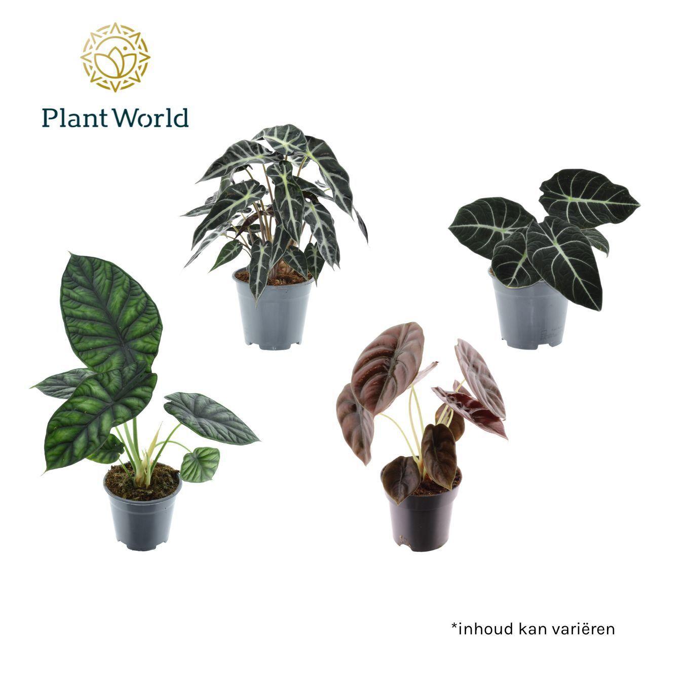 Горшечные цветы и растения оптом Alocasia 3-4 Srt Mix от 7шт (для телеги) из Голландии с доставкой по России
