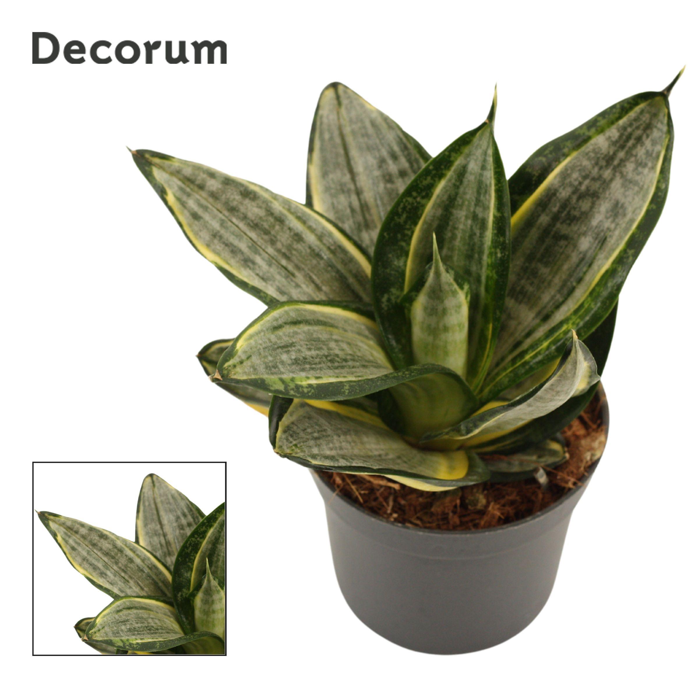 Горшечные цветы и растения оптом Sansevieria Hahnii Silver Zebra (dec) от 18шт (для телеги) из Голландии с доставкой по России