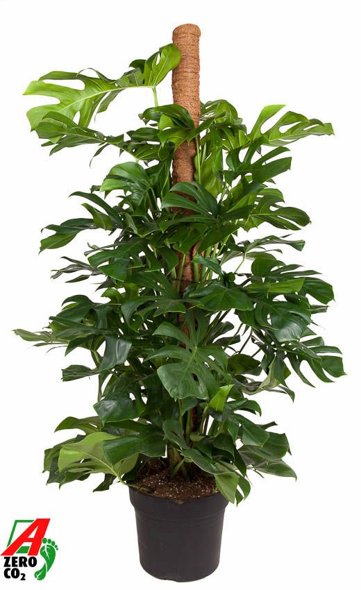 Горшечные цветы и растения оптом Monstera Deliciosa Mospol от 1шт из Голландии с доставкой по России