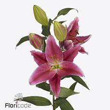 Срезанные цветы оптом Lilium or red dawn от 40шт из Голландии с доставкой по России