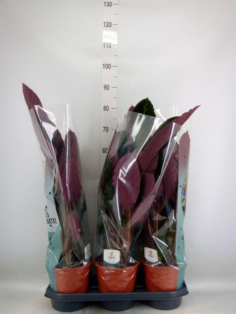Горшечные цветы и растения оптом Calathea Warscewiczii от 3шт из Голландии с доставкой по России