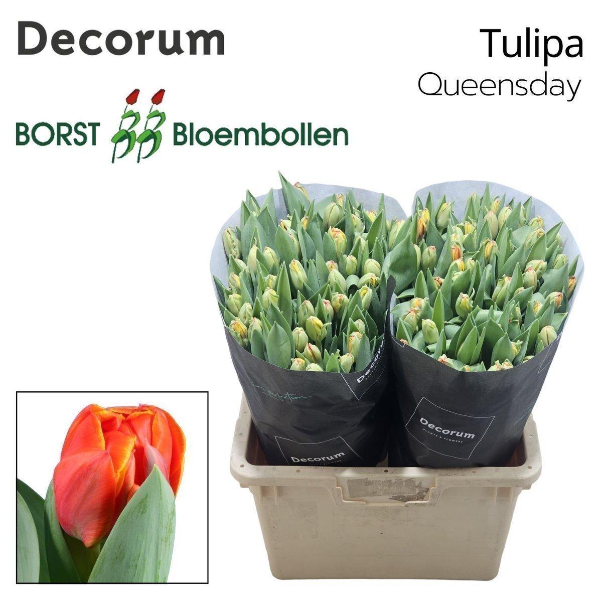 Срезанные цветы оптом Tulipa do queensday от 100шт из Голландии с доставкой по России