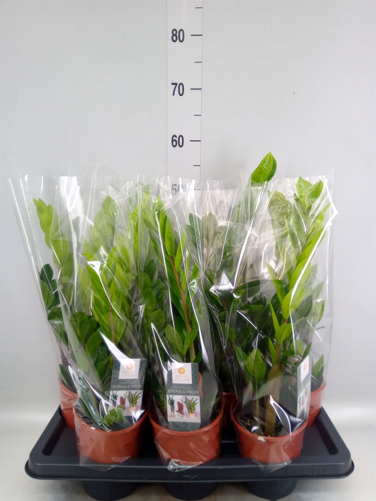 Горшечные цветы и растения оптом Zamioculcas Zamiifolia от 7шт из Голландии с доставкой по России