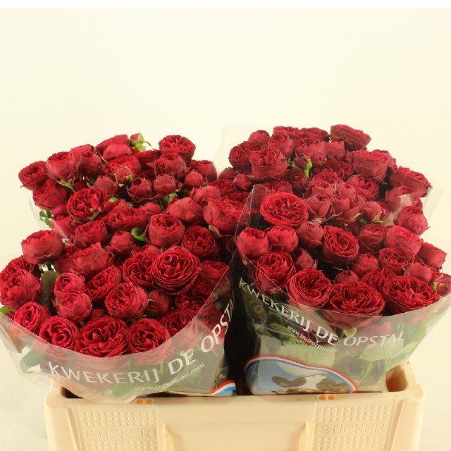 Срезанные цветы оптом Rosa spray maroon от 50шт из Голландии с доставкой по России