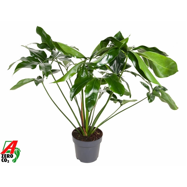 Горшечные цветы и растения оптом Philodendron Green Wonder от 1шт из Голландии с доставкой по России