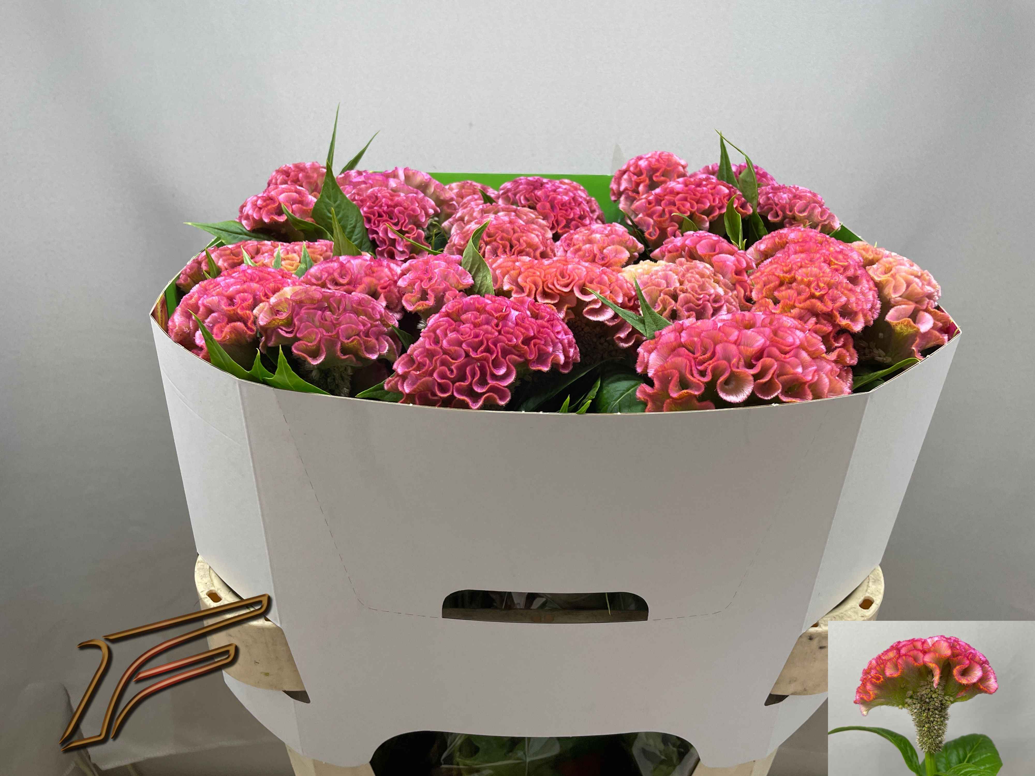 Срезанные цветы оптом Celosia pink delight от 30шт из Голландии с доставкой по России