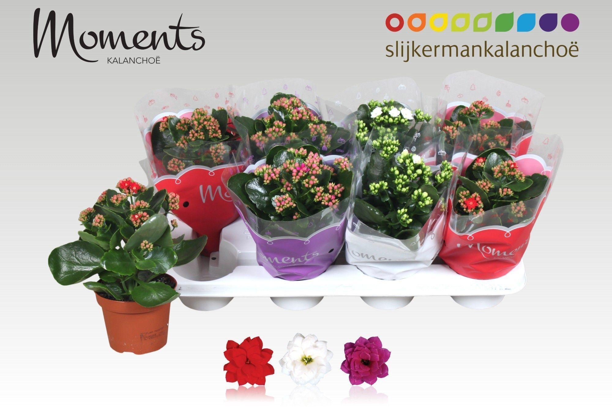 Горшечные цветы и растения оптом Kal Ge Gem 3 Kl от 8шт из Голландии с доставкой по России