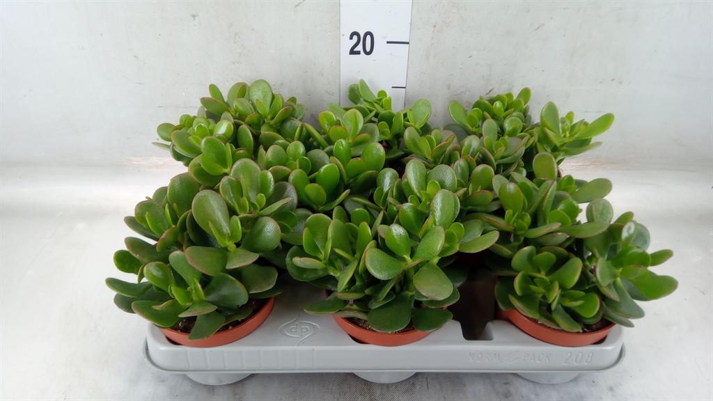 Горшечные цветы и растения оптом Crassula Ovata от 8шт из Голландии с доставкой по России