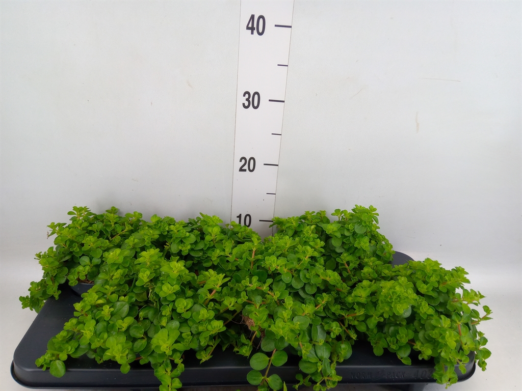 Горшечные цветы и растения оптом Peperomia Rotundifolia от 6шт из Голландии с доставкой по России