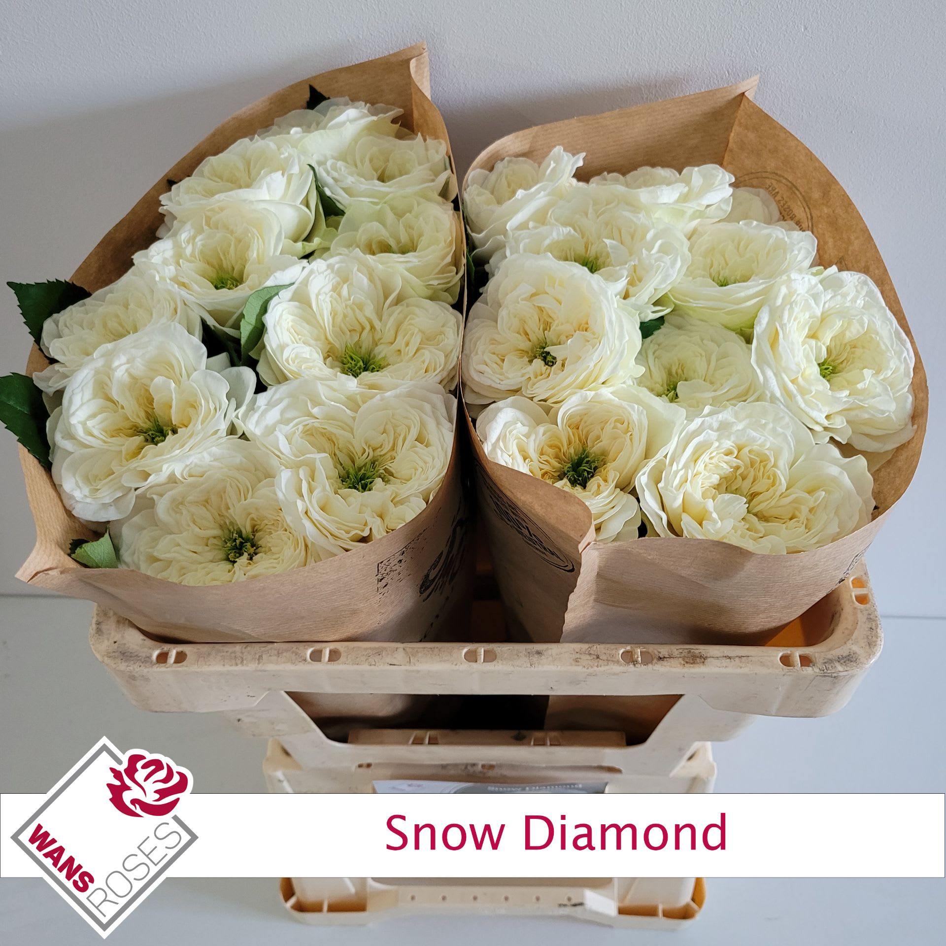 Срезанные цветы оптом Rosa garden snow diamond от 20шт из Голландии с доставкой по России