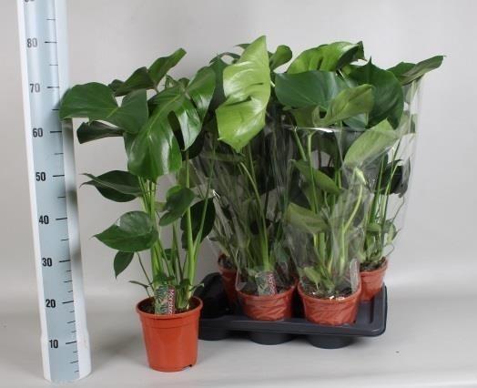 Горшечные цветы и растения оптом Monstera Deliciosa от 6шт из Голландии с доставкой по России