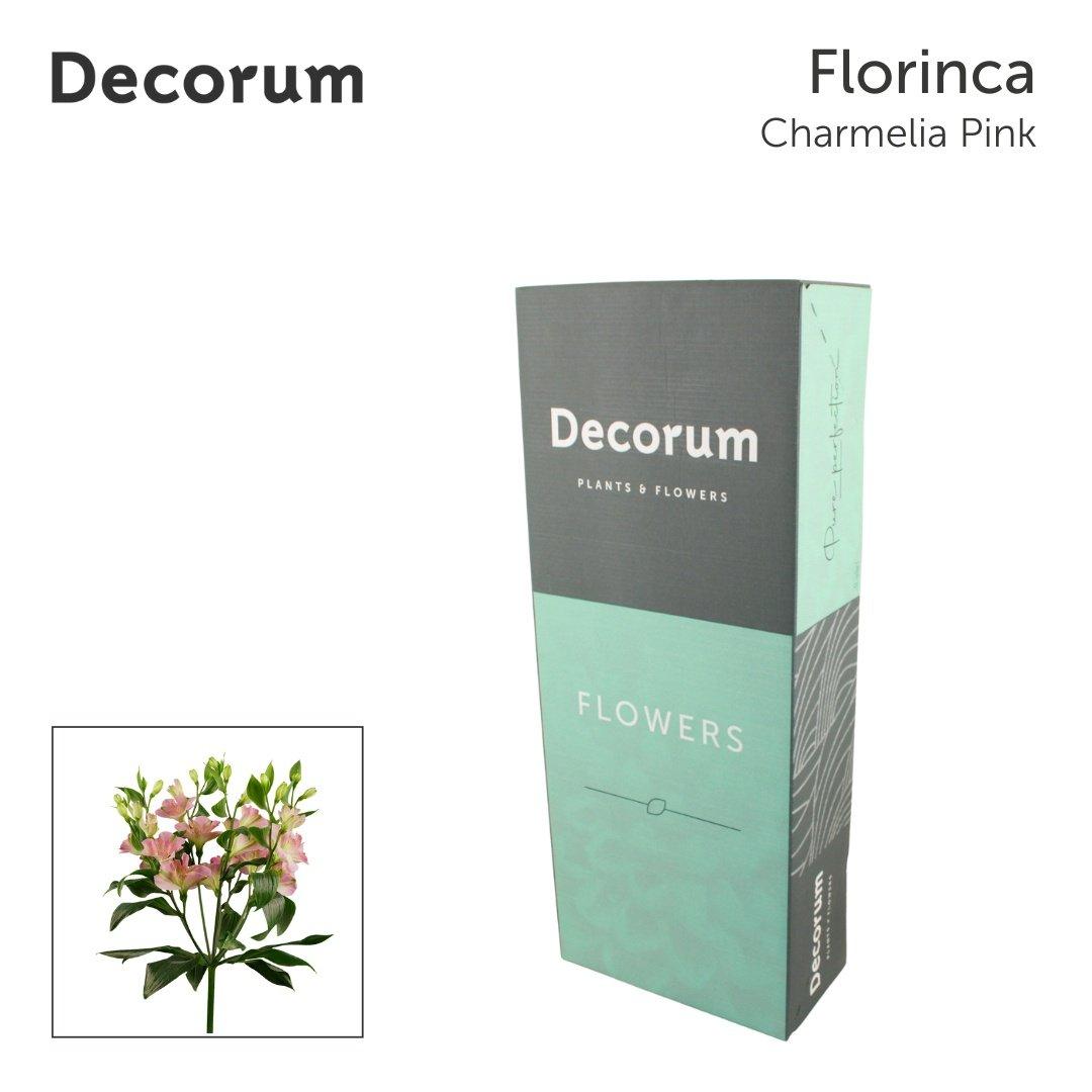 Срезанные цветы оптом Alstroemeria fl charmelia pink от 200шт из Голландии с доставкой по России