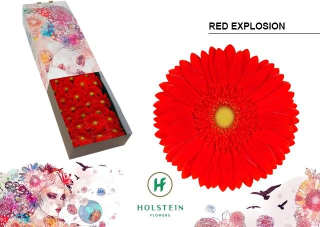 Срезанные цветы оптом Gerbera red explosion от 50шт из Голландии с доставкой по России