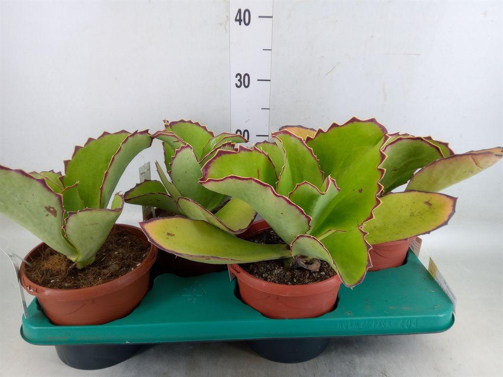 Горшечные цветы и растения оптом Kalanchoe Nf   ... от 4шт из Голландии с доставкой по России