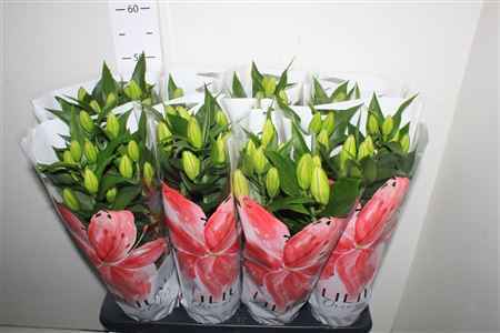 Горшечные цветы и растения оптом Lil Or Reeleeze 3pp от 8шт из Голландии с доставкой по России