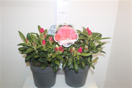 Горшечные цветы и растения оптом Rhod Rhodo Red Kalinka Outdoor от 1шт из Голландии с доставкой по России