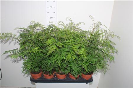 Горшечные цветы и растения оптом Grev Robusta от 10шт из Голландии с доставкой по России