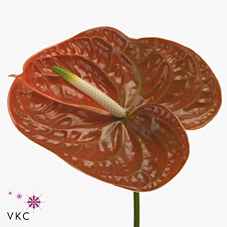 Срезанные цветы оптом Anthurium terrasol от 10шт из Голландии с доставкой по России