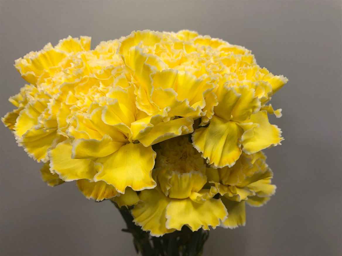 Срезанные цветы оптом Dianthus st paint yellow от 80шт из Голландии с доставкой по России