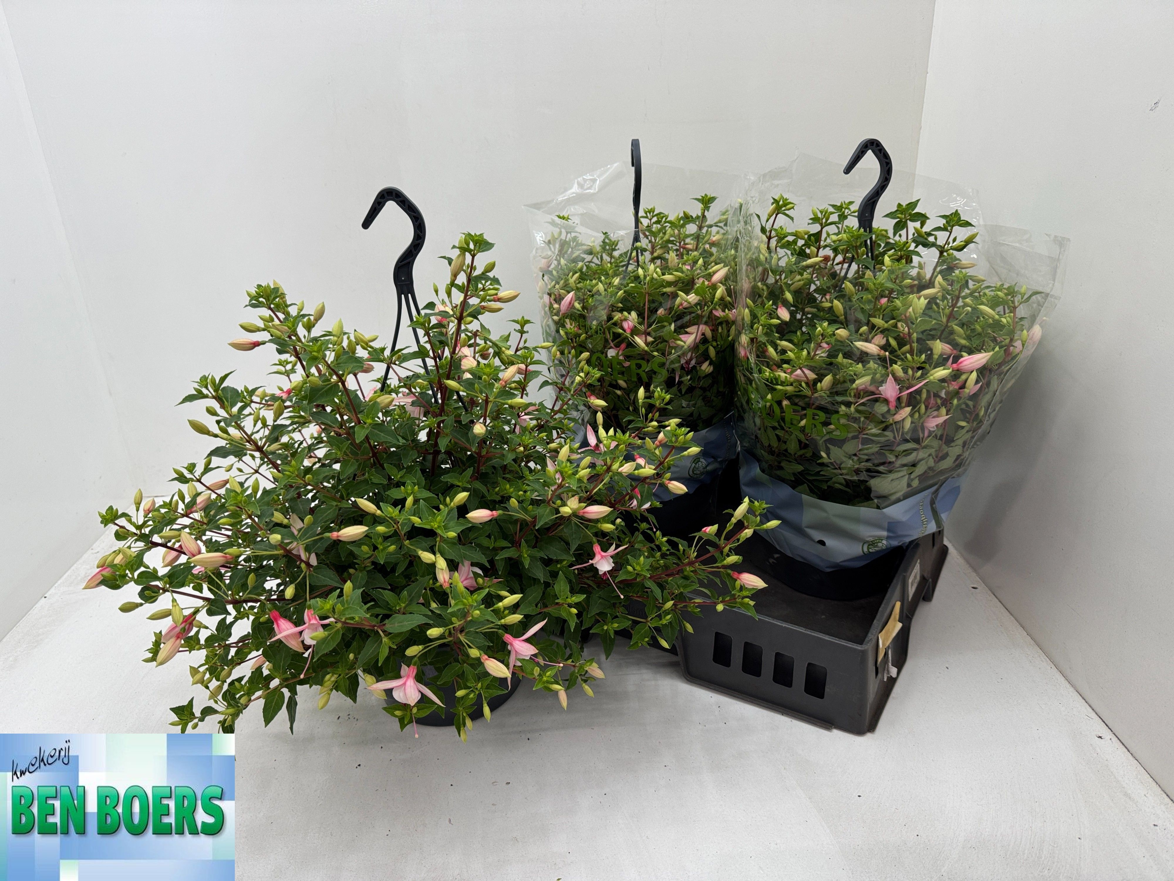 Горшечные цветы и растения оптом Fuchsia B F Sophia от 3шт из Голландии с доставкой по России
